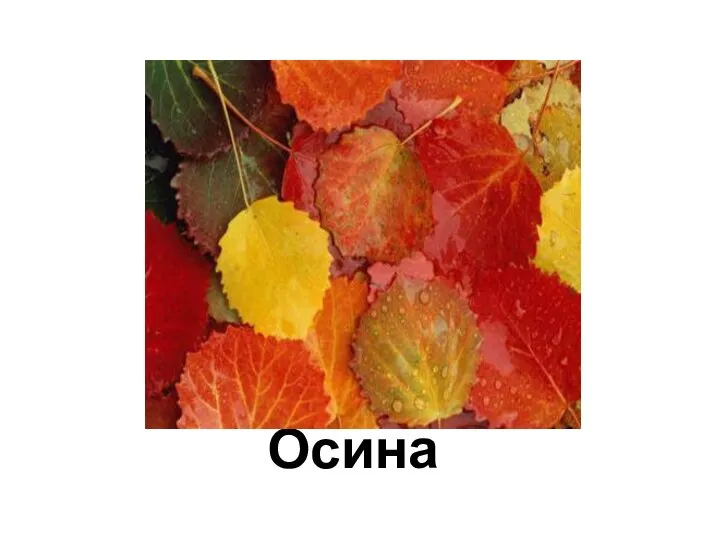 Осина