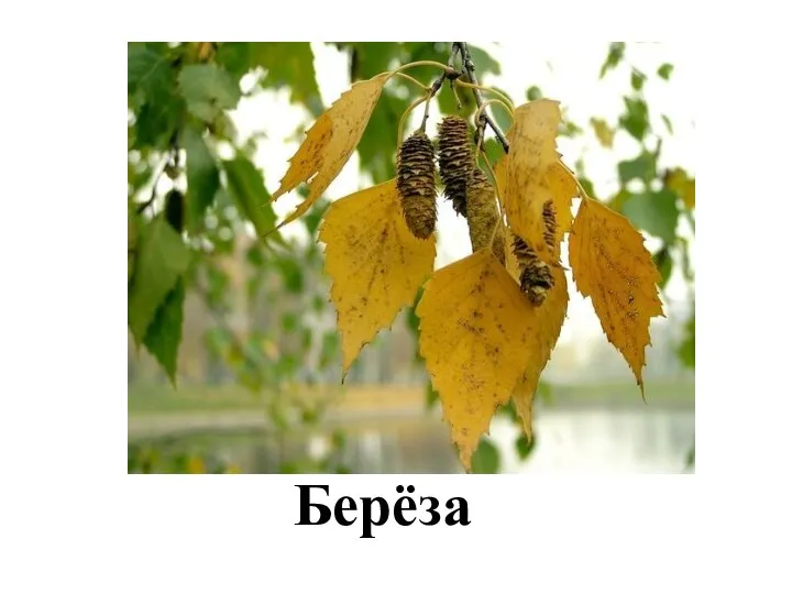 Берёза