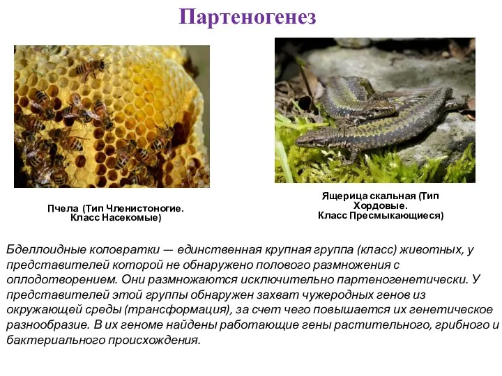 Партеногенез Пчела (Тип Членистоногие. Класс Насекомые) Ящерица скальная (Тип Хордовые. Класс Пресмыкающиеся)