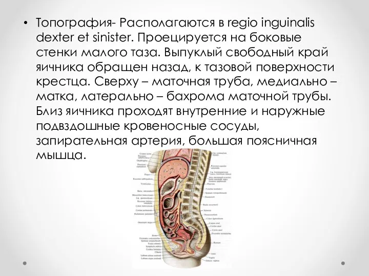 Топография- Располагаются в regio inguinalis dexter et sinister. Проецируется на боковые стенки