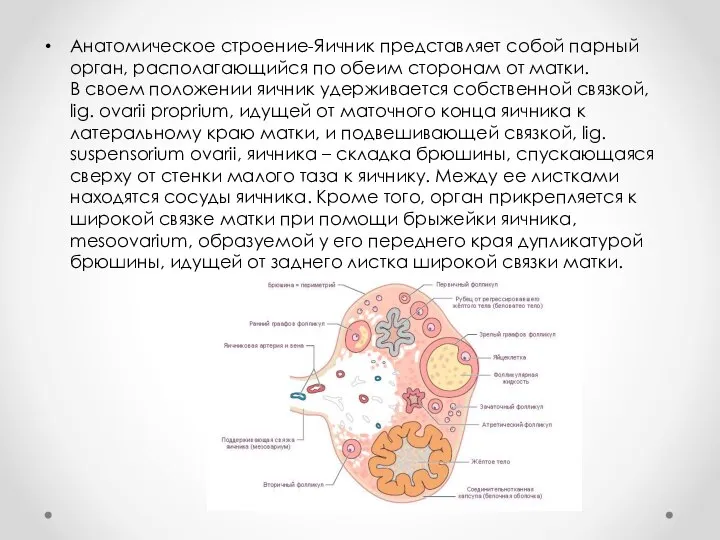 Анатомическое строение-Яичник представляет собой парный орган, располагающийся по обеим сторонам от матки.