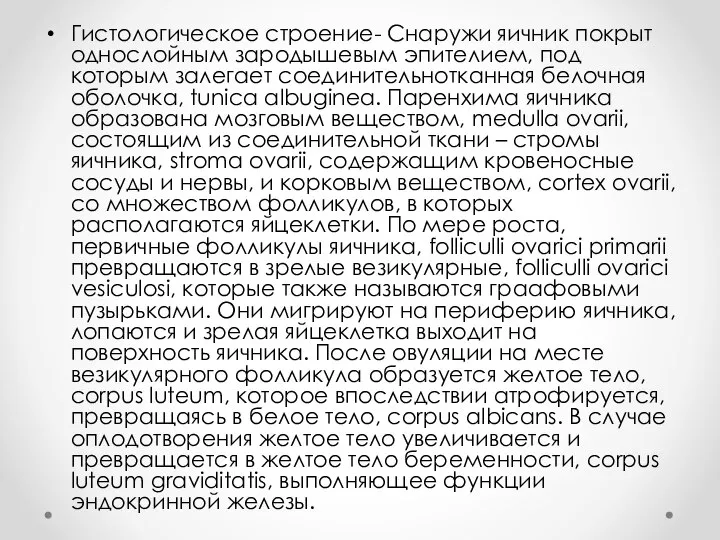 Гистологическое строение- Снаружи яичник покрыт однослойным зародышевым эпителием, под которым залегает соединительнотканная