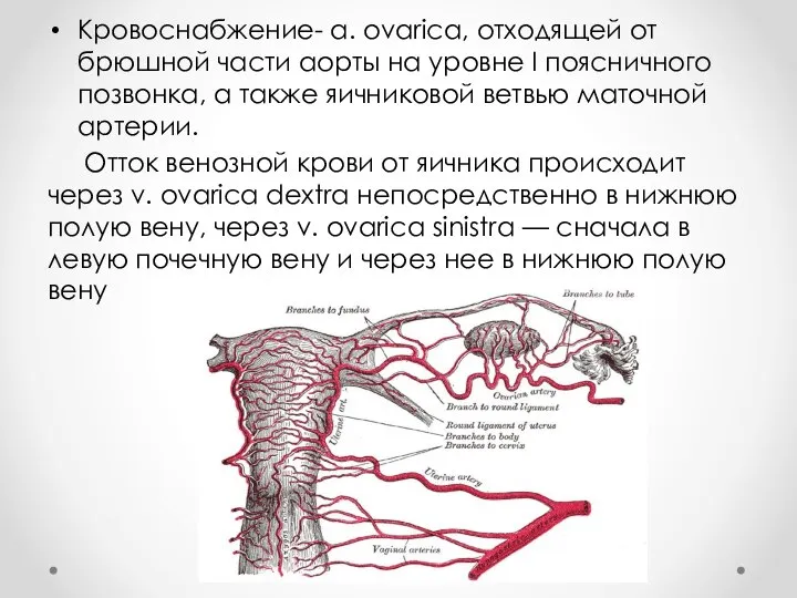 Кровоснабжение- a. ovarica, отходящей от брюшной части аорты на уровне I поясничного