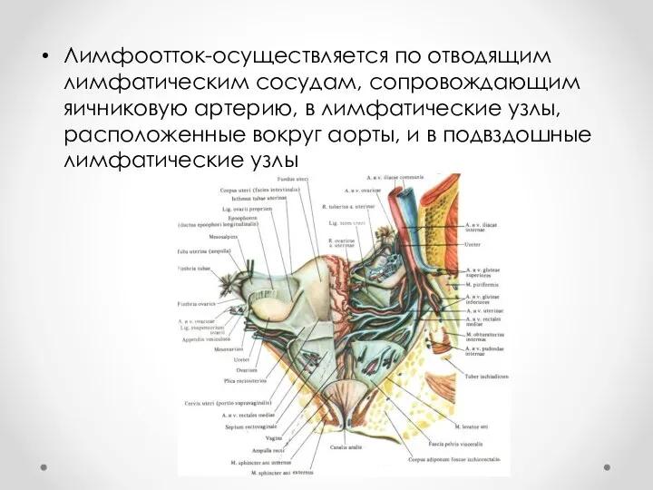 Лимфоотток-осуществляется по отводящим лимфатическим сосудам, сопровождающим яичниковую артерию, в лимфатические узлы, расположенные