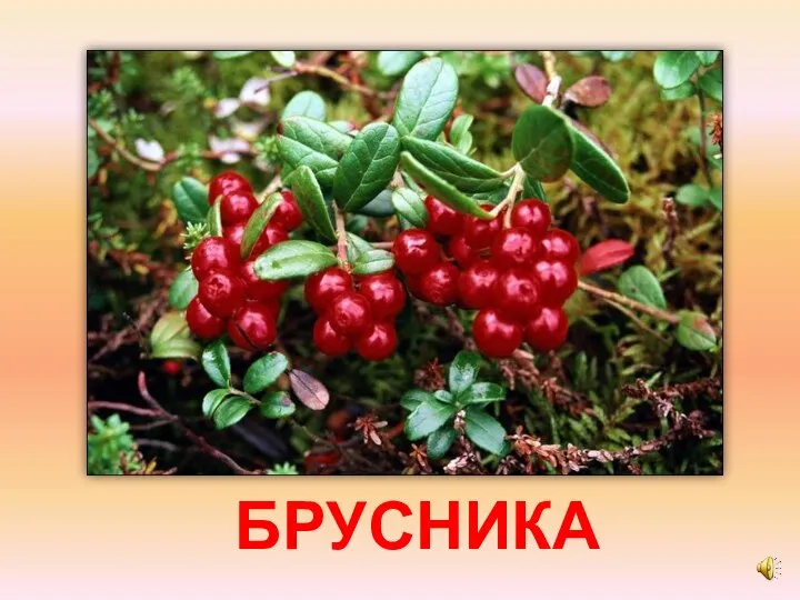 БРУСНИКА