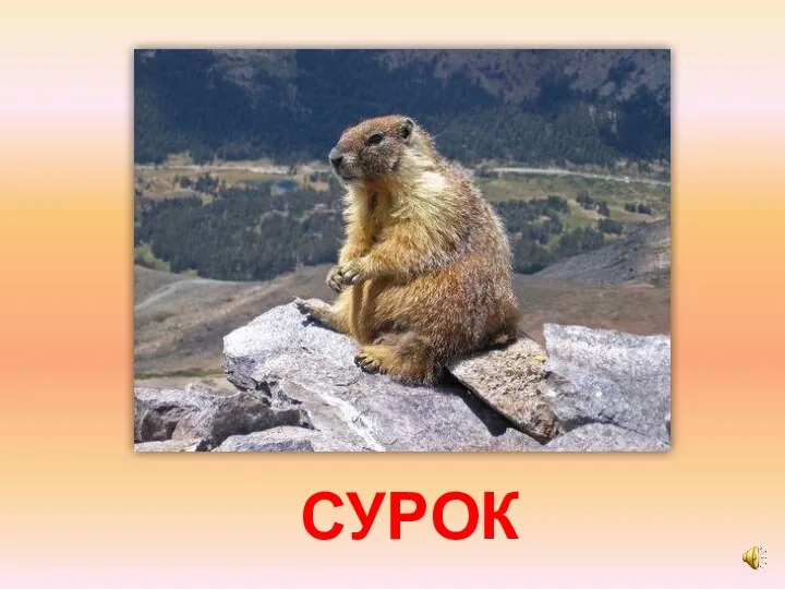 СУРОК