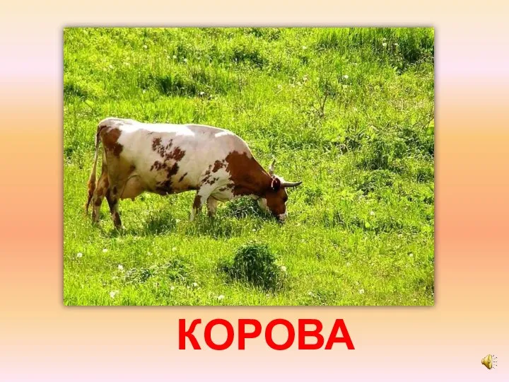 КОРОВА