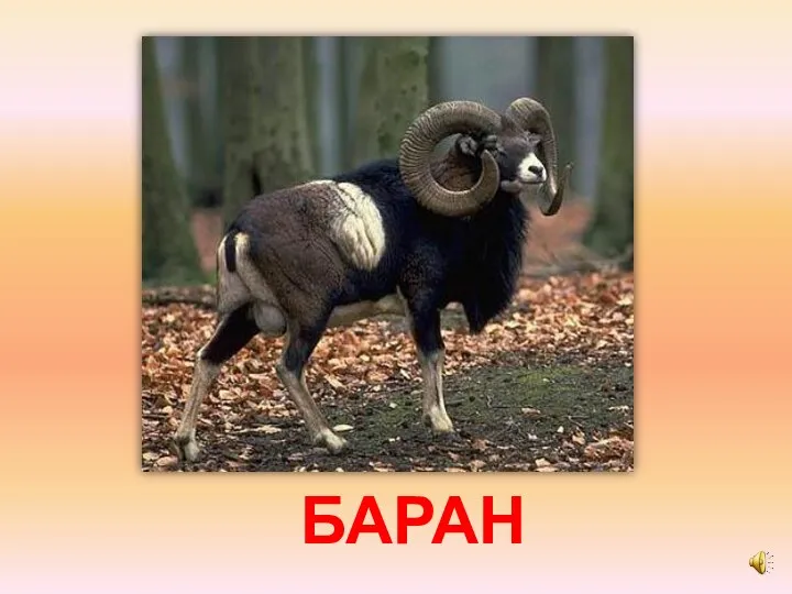 БАРАН