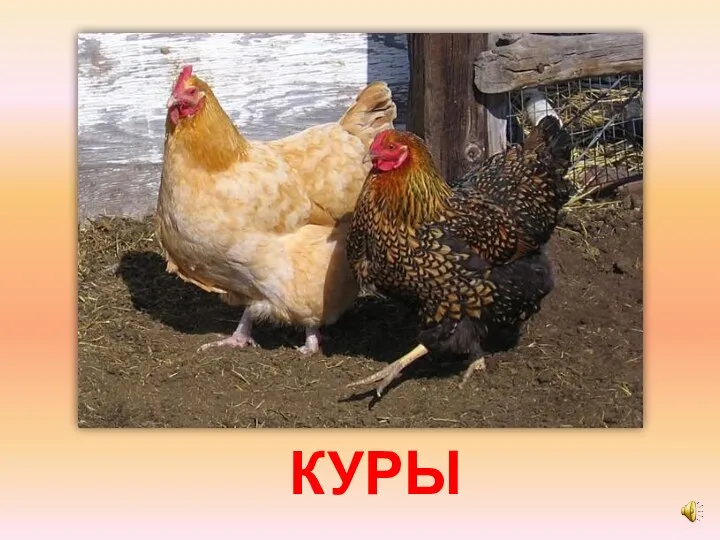 КУРЫ