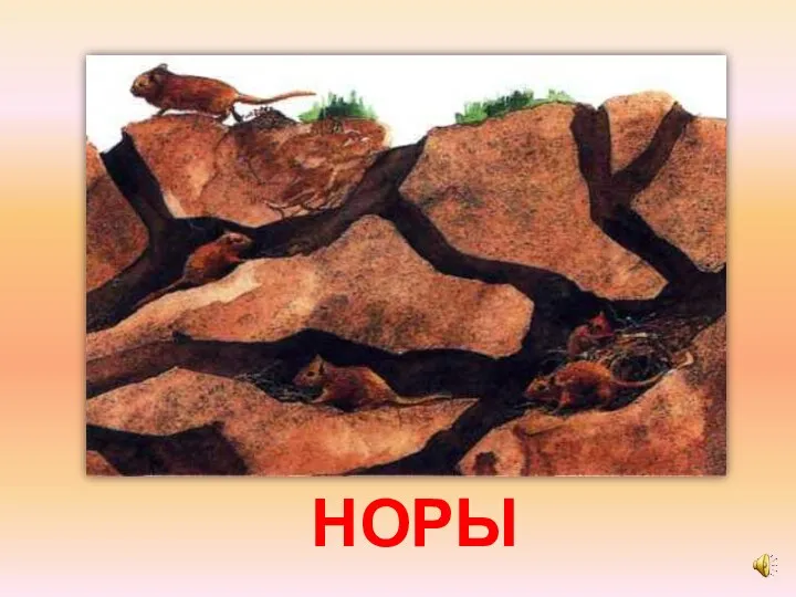 НОРЫ