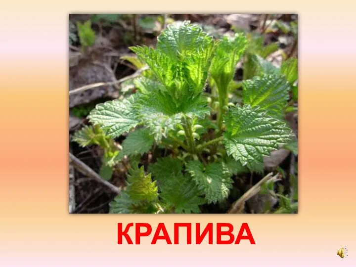 КРАПИВА