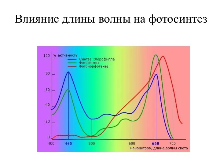 Влияние длины волны на фотосинтез