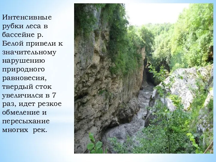 Интенсивные рубки леса в бассейне р. Белой привели к значительному нарушению природного