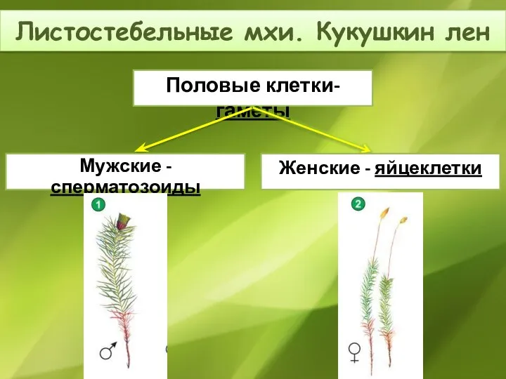 Листостебельные мхи. Кукушкин лен Половые клетки- гаметы Мужские - сперматозоиды Женские - яйцеклетки