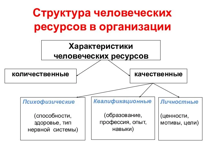 Структура человеческих ресурсов в организации