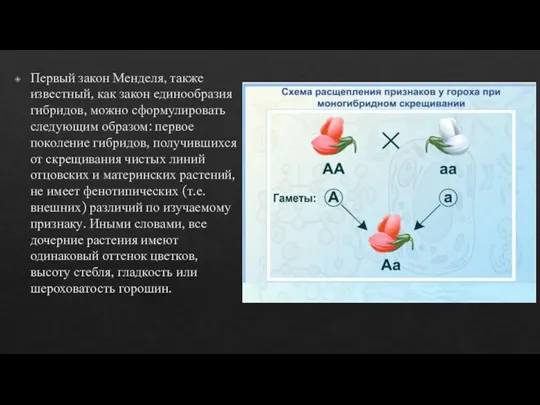 Первый закон Менделя, также известный, как закон единообразия гибридов, можно сформулировать следующим