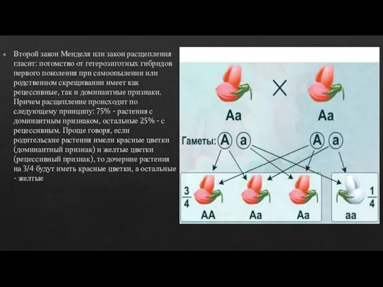 Второй закон Менделя или закон расщепления гласит: потомство от гетерозиготных гибридов первого