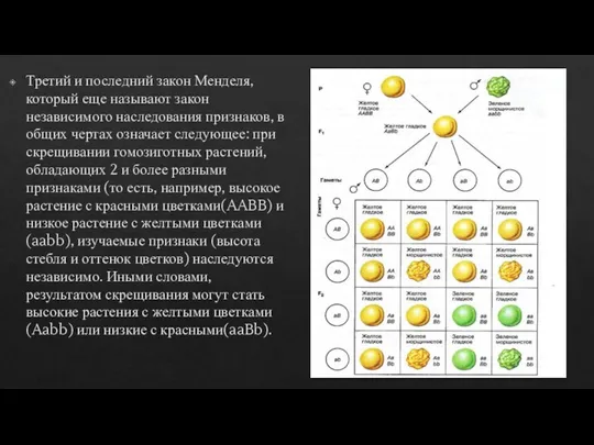 Третий и последний закон Менделя, который еще называют закон независимого наследования признаков,