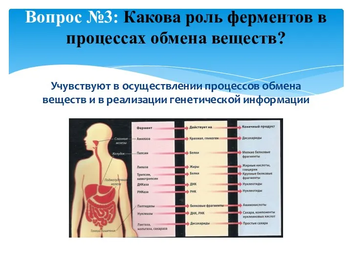 Учувствуют в осуществлении процессов обмена веществ и в реализации генетической информации Вопрос