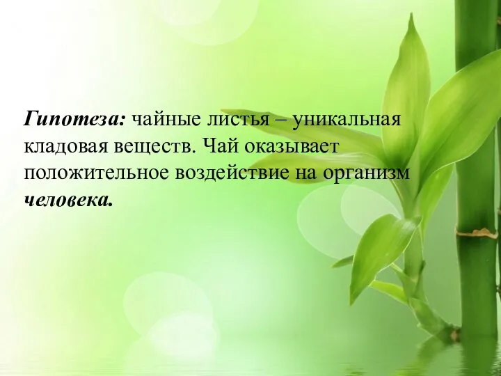 Гипотеза: чайные листья – уникальная кладовая веществ. Чай оказывает положительное воздействие на организм человека.