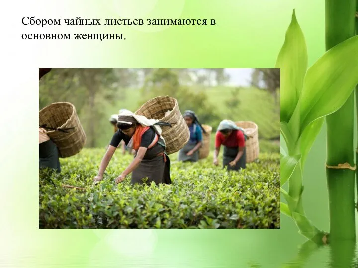 Сбором чайных листьев занимаются в основном женщины.