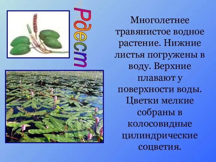 Рдест Многолетнее травянистое водное растение. Нижние листья погружены в воду. Верхние плавают