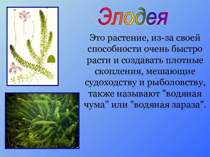 Элодея Это растение, из-за своей способности очень быстро расти и создавать плотные