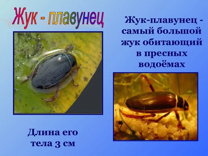 Жук-плавунец - самый большой жук обитающий в пресных водоёмах Длина его тела