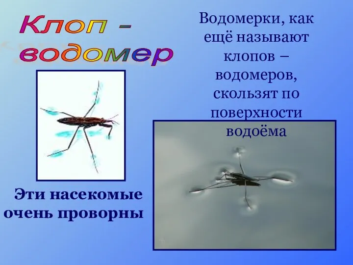 Водомерки, как ещё называют клопов – водомеров, скользят по поверхности водоёма Эти