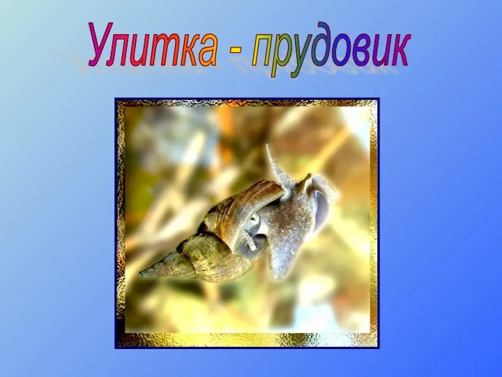 Улитка - прудовик