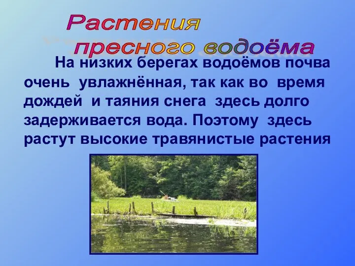 На низких берегах водоёмов почва очень увлажнённая, так как во время дождей