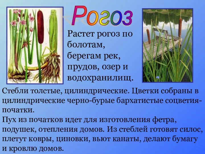 Растет рогоз по болотам, берегам рек, прудов, озер и водохранилищ. Стебли толстые,