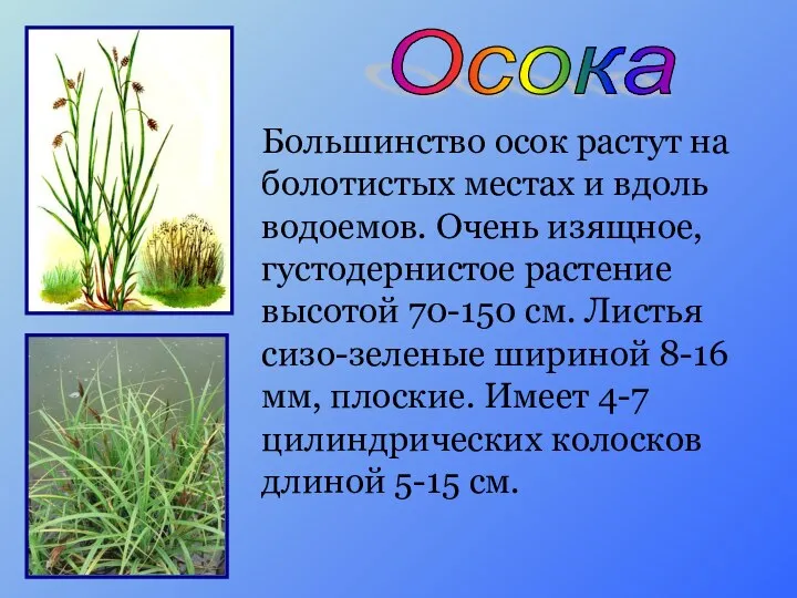 Осока Большинство осок растут на болотистых местах и вдоль водоемов. Очень изящное,