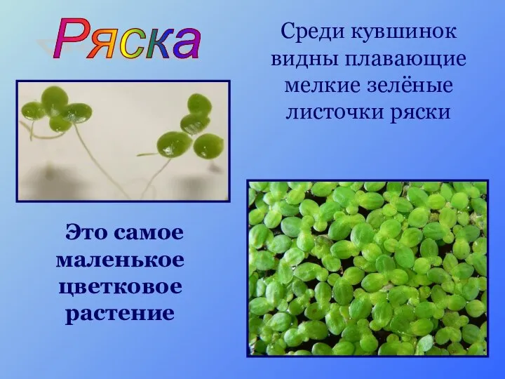 Это самое маленькое цветковое растение Среди кувшинок видны плавающие мелкие зелёные листочки ряски Ряска