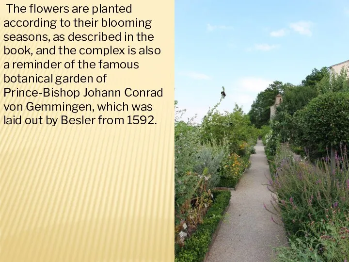 The flowers are planted according to their blooming seasons, as described in