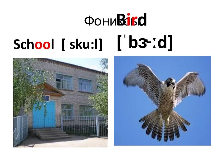 Фониксы School [ sku:l] Bird [ˈbɝːd]