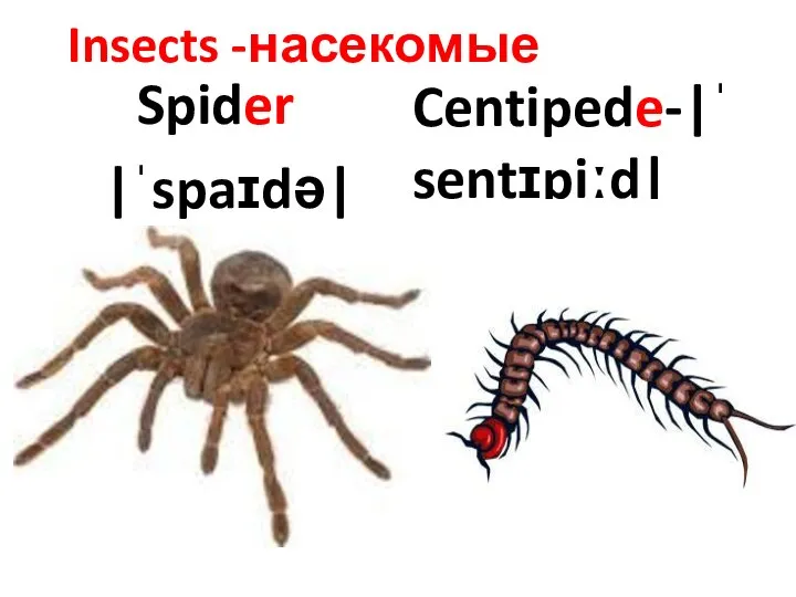 Spider |ˈspaɪdə| Centipede-|ˈsentɪpiːd| Insects -насекомые
