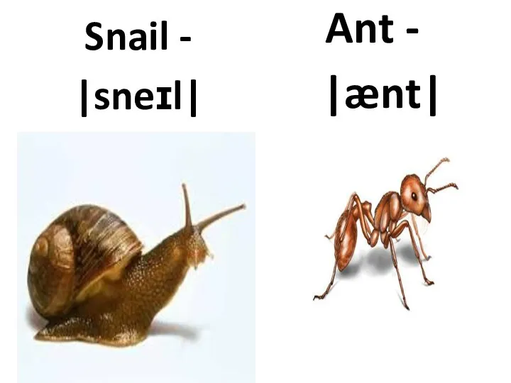 Snail - |sneɪl| Ant - |ænt|