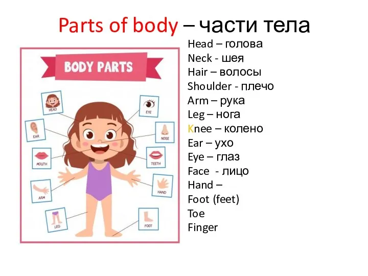 Parts of body – части тела Head – голова Neck - шея