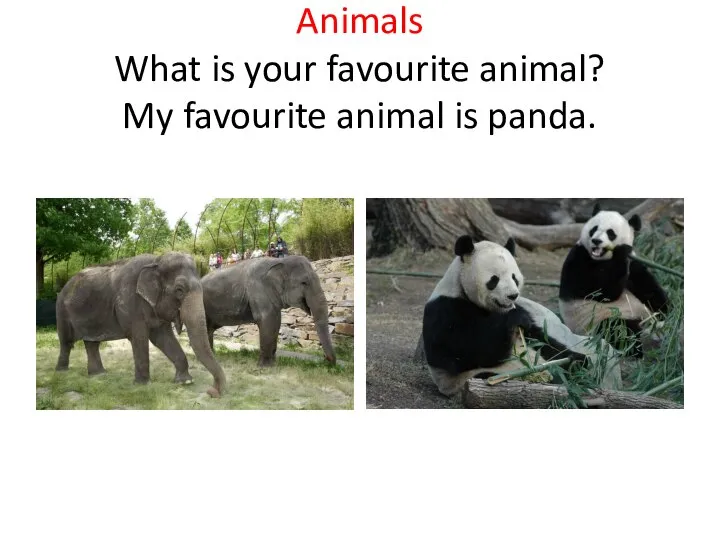 Animals What is your favourite animal? My favourite animal is panda.