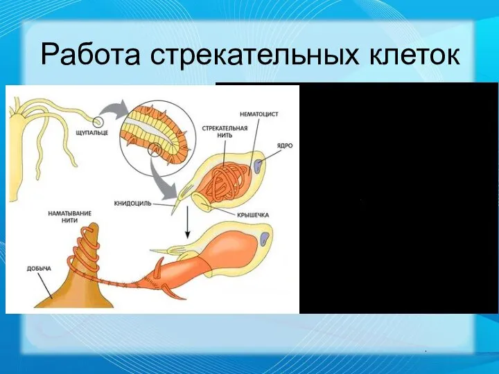 Работа стрекательных клеток