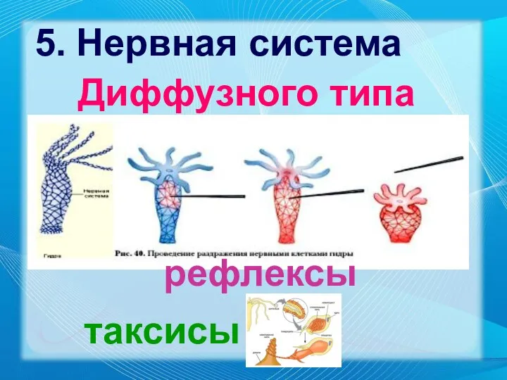 Диффузного типа рефлексы таксисы 5. Нервная система