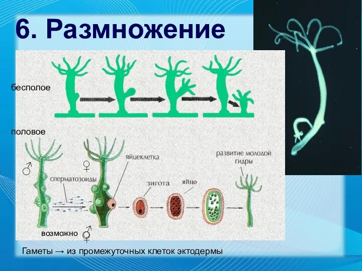 6. Размножение бесполое половое Гаметы → из промежуточных клеток эктодермы ♀ ♂ возможно