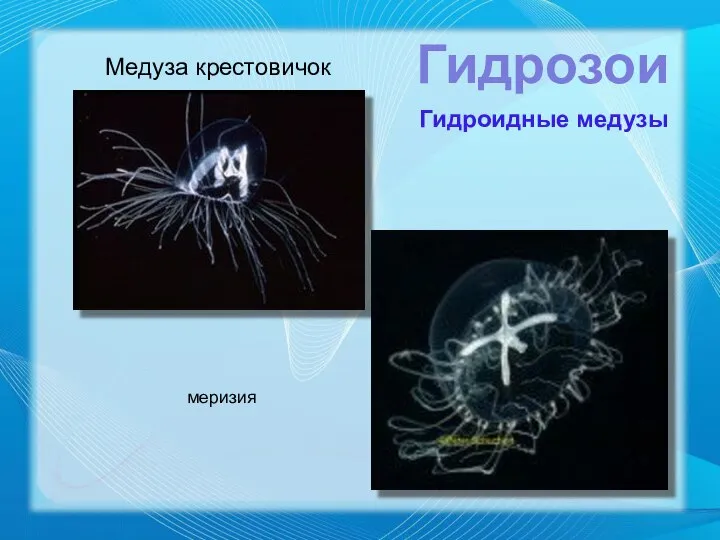 Медуза крестовичок Гидрозои меризия Гидроидные медузы