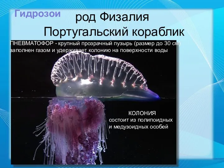 род Физалия Португальский кораблик Гидрозои КОЛОНИЯ состоит из полипоидных и медузоидных особей