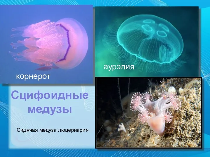 Сидячая медуза люцернария Сцифоидные медузы корнерот аурэлия