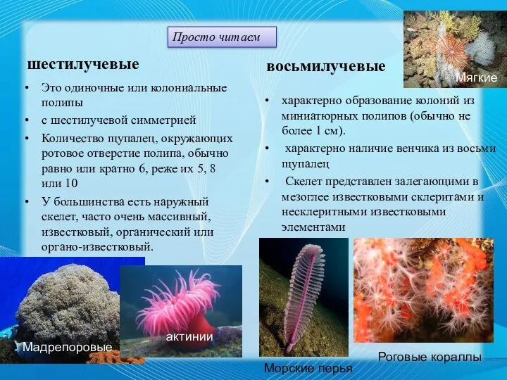 шестилучевые Это одиночные или колониальные полипы с шестилучевой симметрией Количество щупалец, окружающих