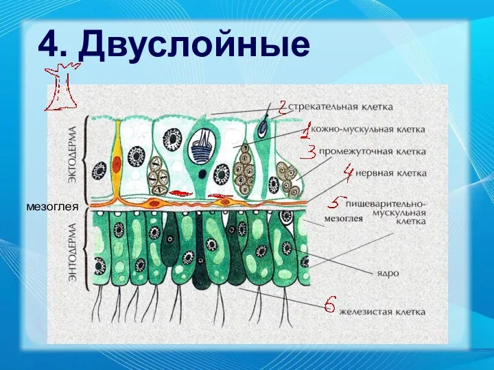 4. Двуслойные мезоглея