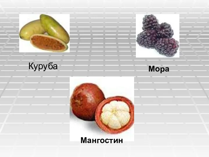 Куруба Мангостин Мора