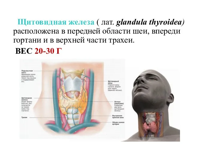 Щитовидная железа ( лат. glandula thyroidea) расположена в передней области шеи, впереди